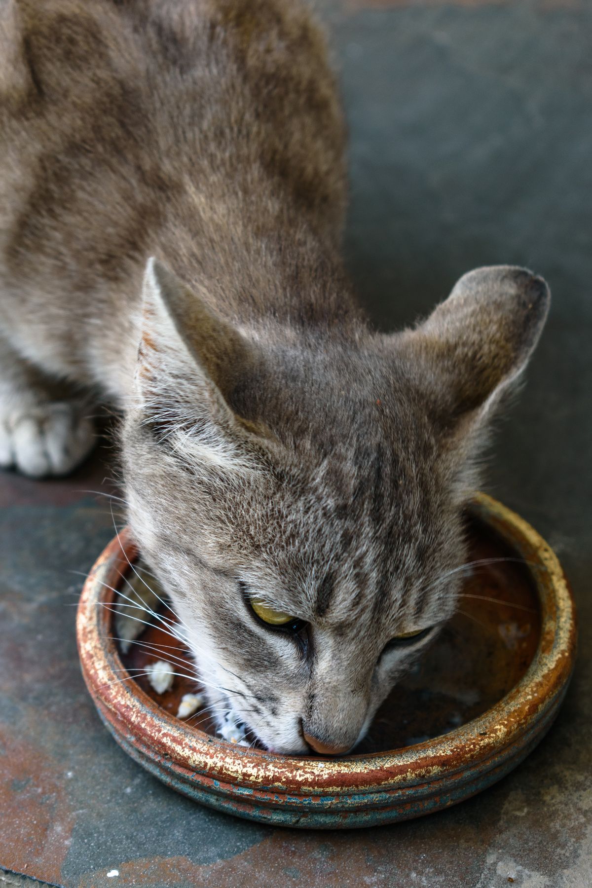 Un chat tigré mange dans sa gamelle